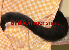 Bild kommer snart