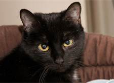 Rosanne