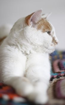 nisse
