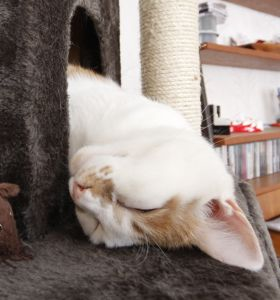 nisse2