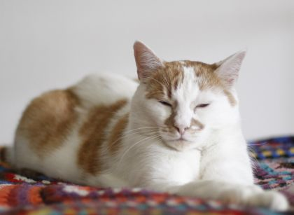 nisse4