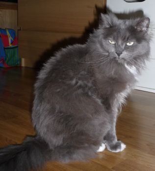 maja-ompl