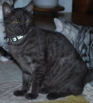 ida