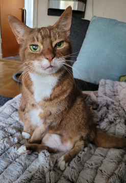 Pippi 2_minneslund 2