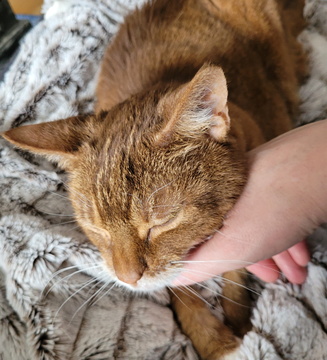 Pippi 2_minneslund 3