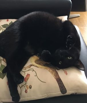 Orin jan 25