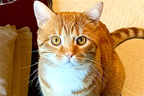 didier4_red