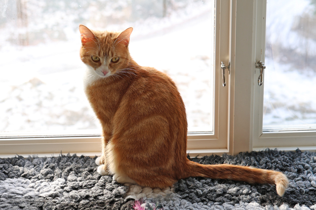 Nala (12)_red