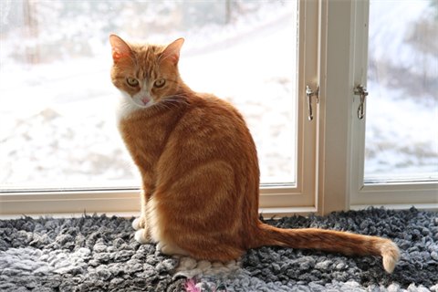 Nala (12)_red