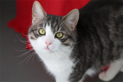 Gato (3)_red