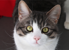 Gato (6)_red
