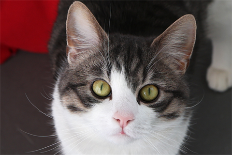 Gato (6)_red
