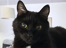 Kattfot2_red