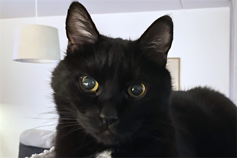 Kattfot2_red