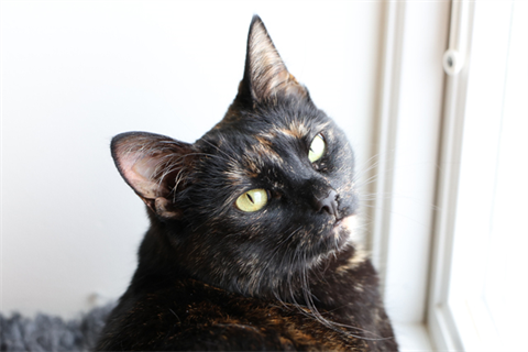 Blackie (8)_red