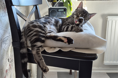 Kitty1
