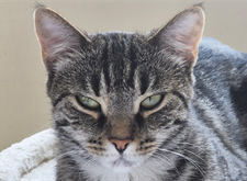 Kitty_ny