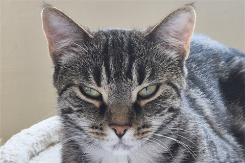 Kitty_ny
