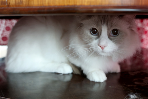 Aslan (1)_red