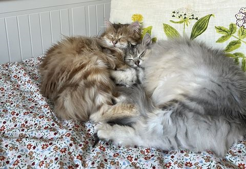 Piotr-Ekaterina sep 25-4