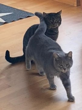 Arch-Alberic okt 25-2