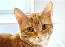 Kitte1_red