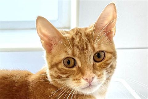 Kitte1_red