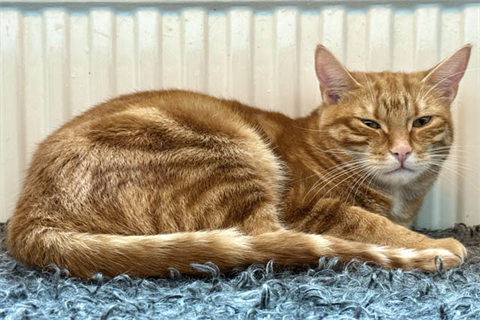 Kitte5_red