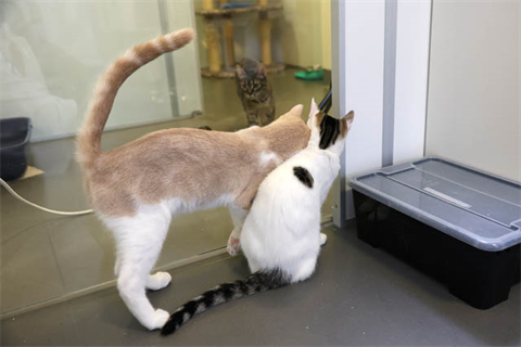 Lubi och Rutana (7)_red