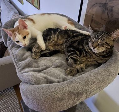 Birim-Astible okt 25-4