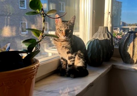 Birim-Astilbe okt 25-2