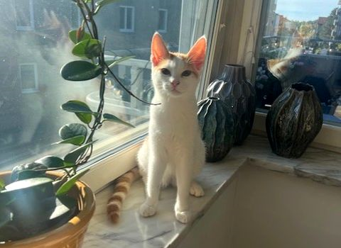 Birim-Astilbe okt 25-3