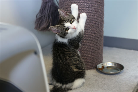 Prinsessan Azula (3)_red