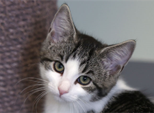 Prinsessan Azula (6)_red