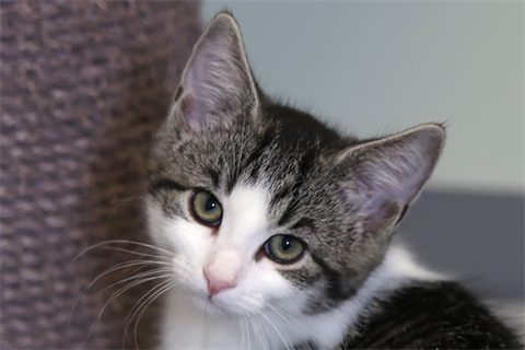 Prinsessan Azula (6)_red