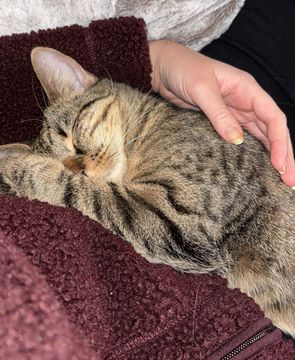 Costa-Fedra jan 26-2