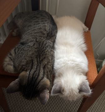 Costas-Fedra jan 26-4