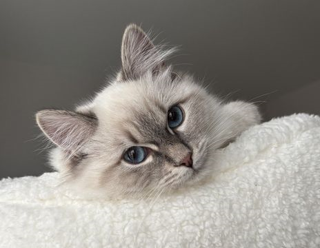 Costas-Fedra jan 26-5