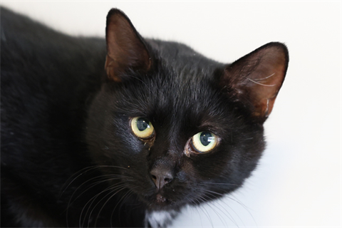 Aristoteles (4)_red1