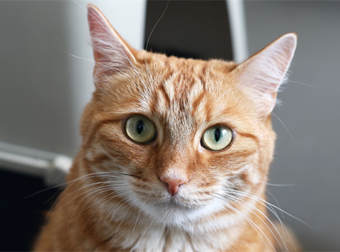 Eddie (10)_red