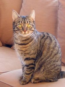 Maja