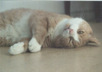 Quintus