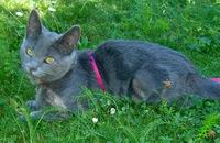 Nixie