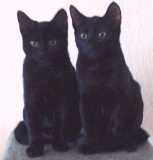 Ceasar och Cedric 2