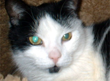 Alje