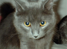 Aska