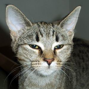 Tanja