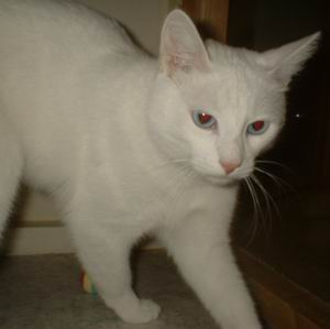 Prinsen