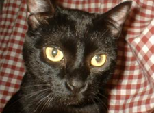 Lorenzo