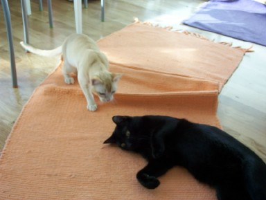 Lorenzo och Claus